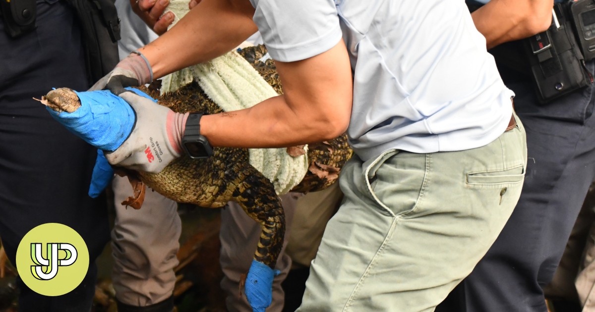 Hot Topics: Smuggled Siamese crocodile raises concerns of illegal wildlife trade in Hong Kong - YP - Vimarsana News