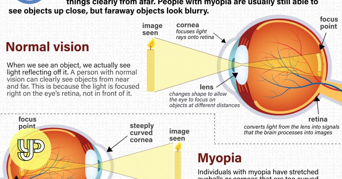 Collective Myopia /Japanese Organization - 洋書