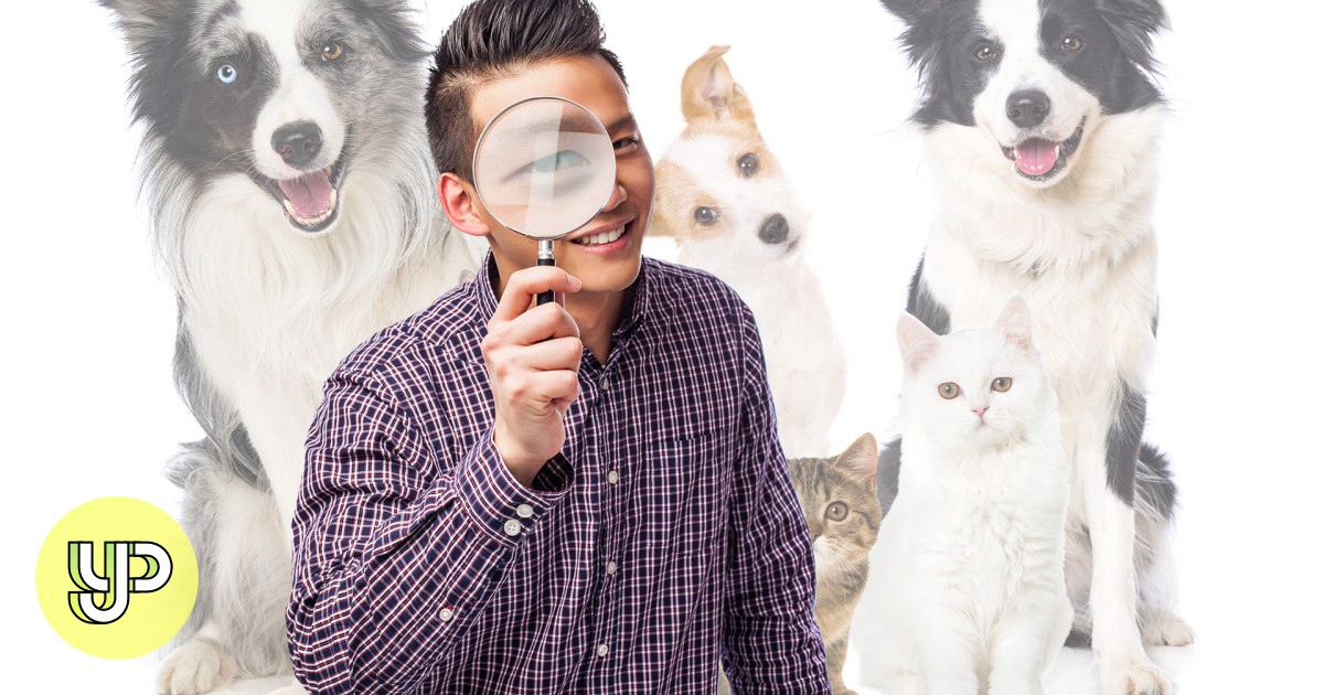 Study Buddy (Explorer): China's pet detectives rescue lost dogs and cats – the rise of new niche profession - YP - Vimarsana News