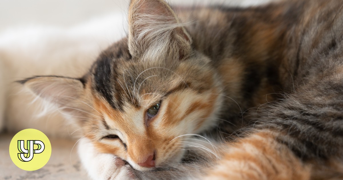 Bored cat. Депрессия у животных. sad cat. можно ли котам крем брюле.