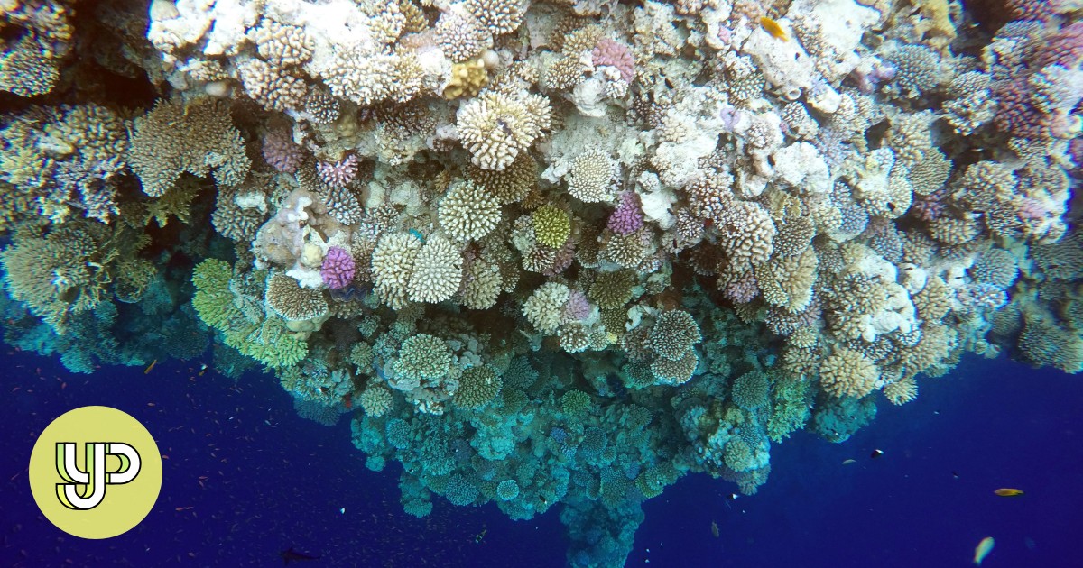 Group of nations pledge to raise US$12 billion for coral reef protection - YP - Vimarsana News