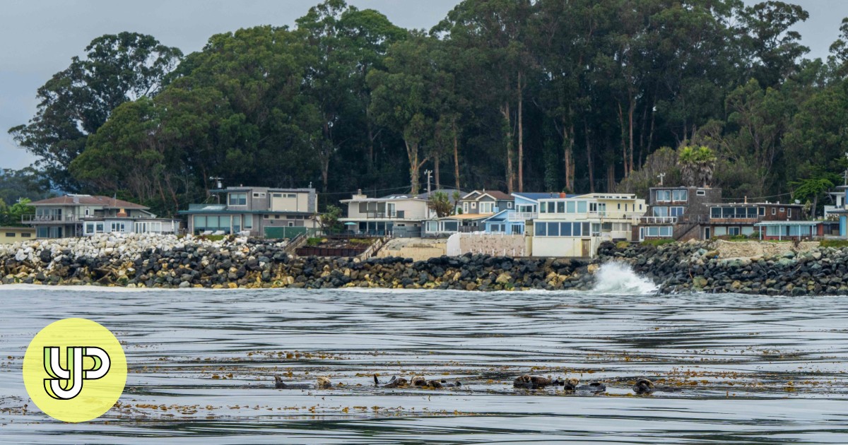 Climate change brings great white sharks to central California waters, sea otter population in danger - YP - Vimarsana News