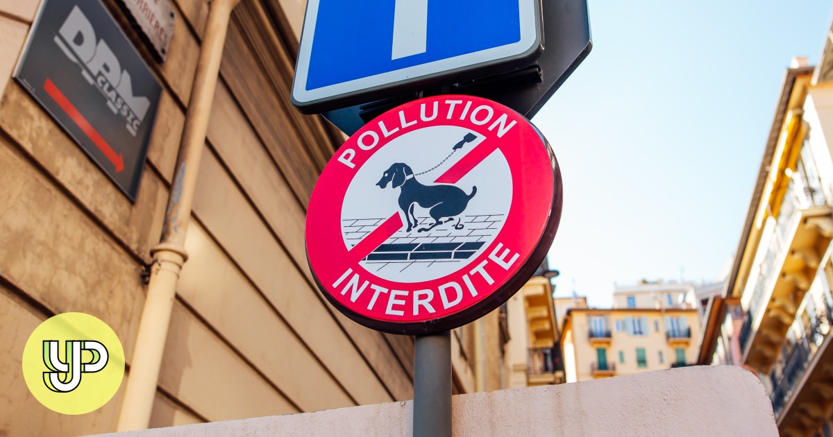 5-minute listening: French town testing DNA of dog poop found on streets - Vimarsana News