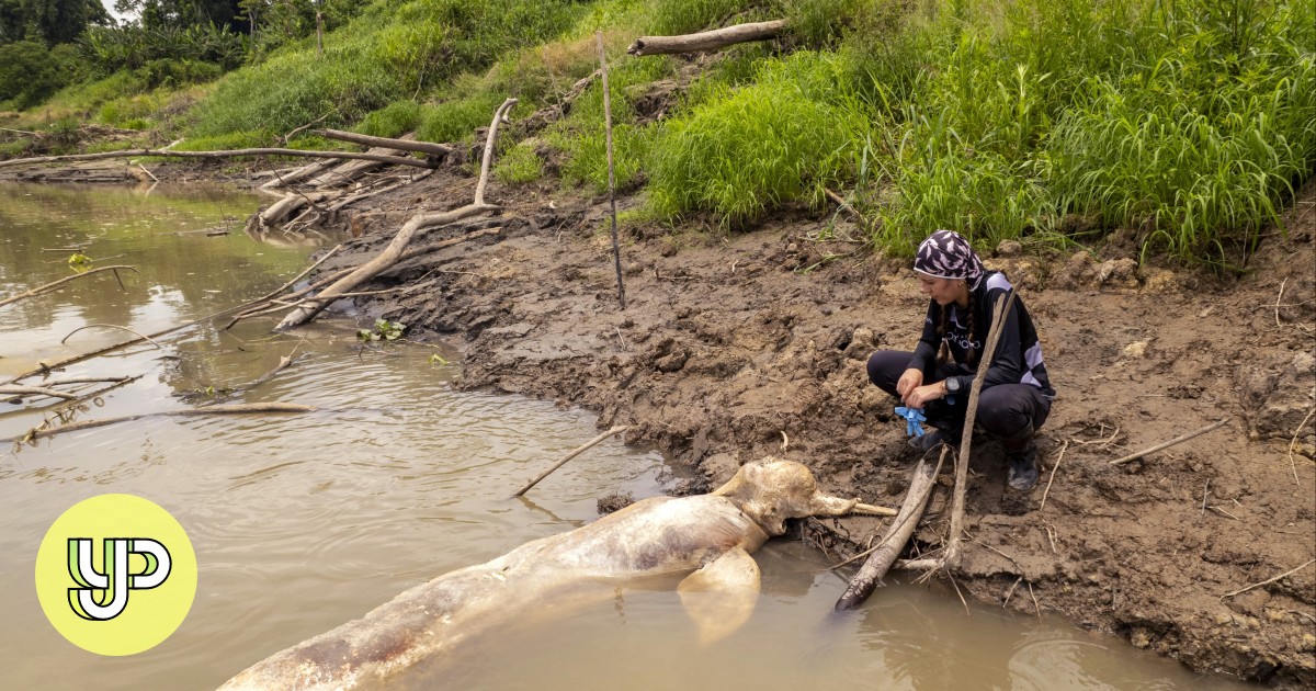 Nine nations from Asia, South America join hands to prevent river dolphin extinction - YP - Vimarsana News