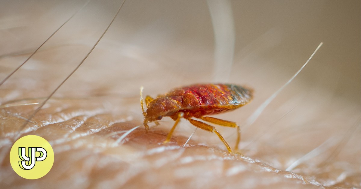 Don’t let the bedbugs bite just read our listicle of 10 idioms all about the creepy crawlies