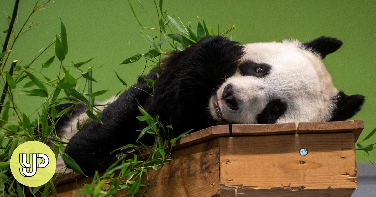 Uk S Only Giant Pandas Journey Back To China After Spending 12 Years At Uk S Only Giant Pandas Journey Back To China After Spending 12 Years At