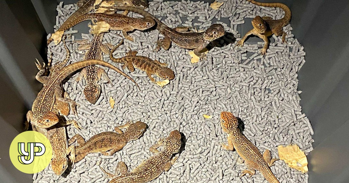 Australian police bust reptile smuggling plot, saving native lizards