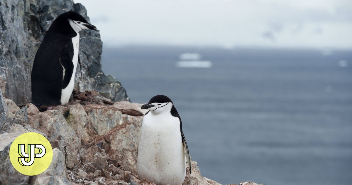 How animals choose to snooze: penguins take thousands of tiny naps a