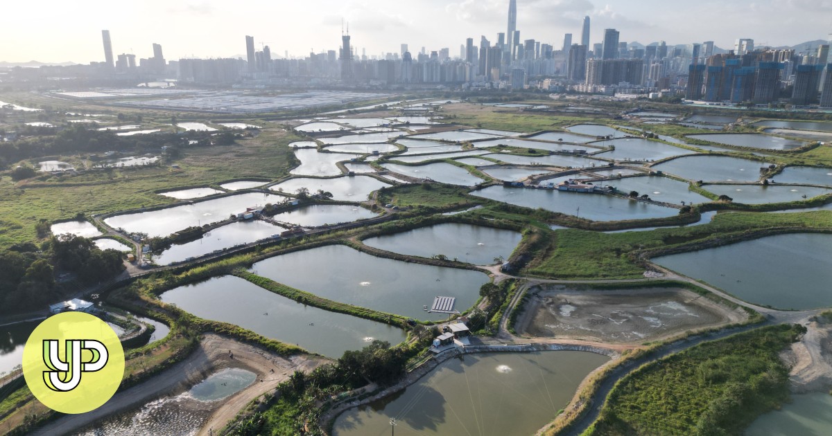 Environmental experts warn of heavy damage to Hong Kong wetlands designated for conservation in Northern Metropolis scheme - YP - Vimarsana News