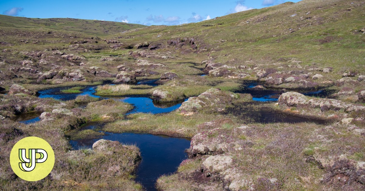 Peatlands seen as clicking climate bombs; call for them to be included in national climate action plans gets louder - YP - Vimarsana News