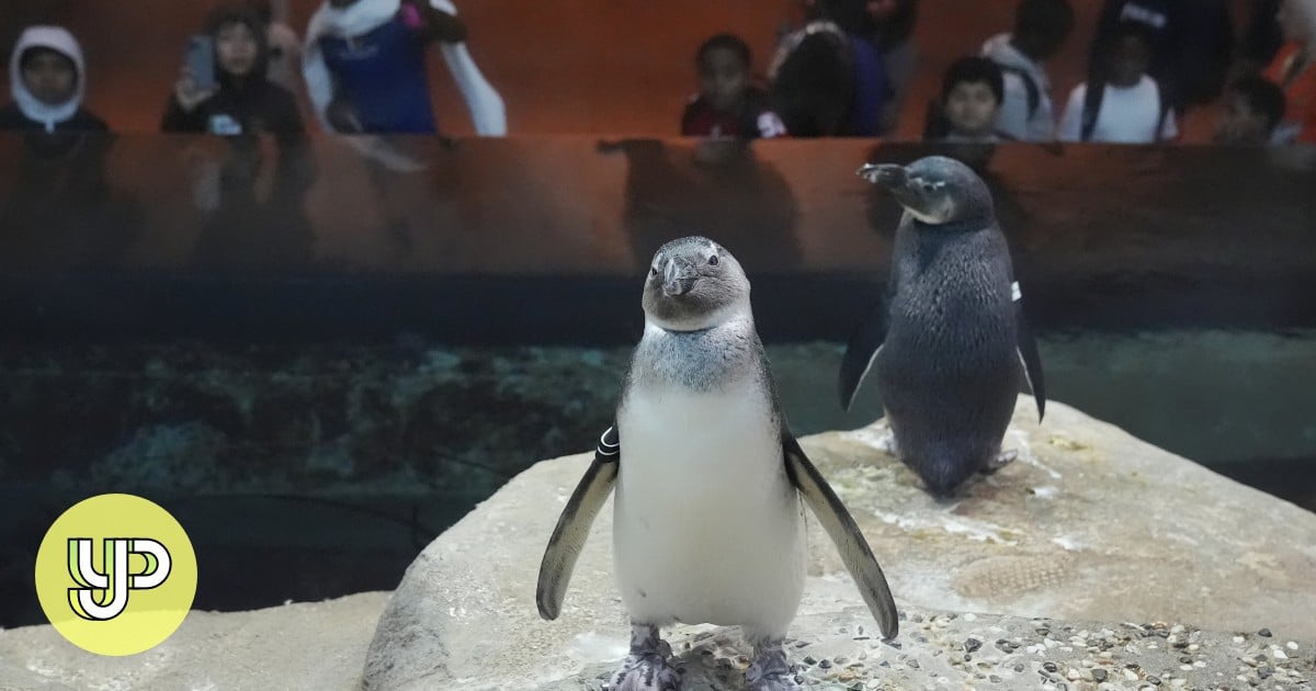 Science Museum in San Francisco Welcomes 10 African Penguin Chicks, Enhancing Conservation Efforts for Endangered Bird