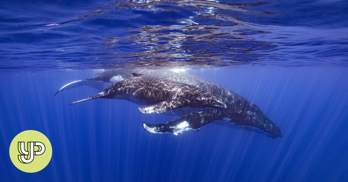 Scientists have a whale of a time as they unveil how the marine mammals can sing underwater - YP - Vimarsana News