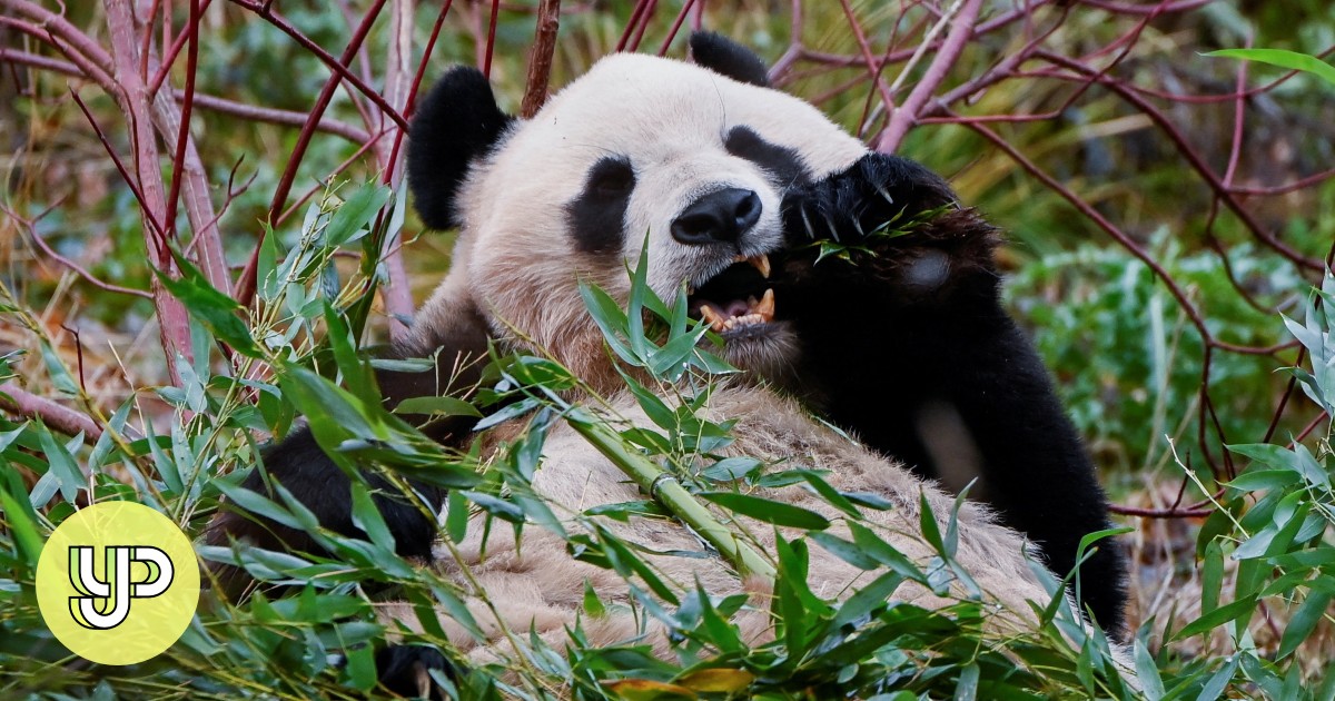 Face Off Can China S Panda Diplomacy Close The Cultural Gap With Its Face Off Can China S Panda Diplomacy Close The Cultural Gap With Its