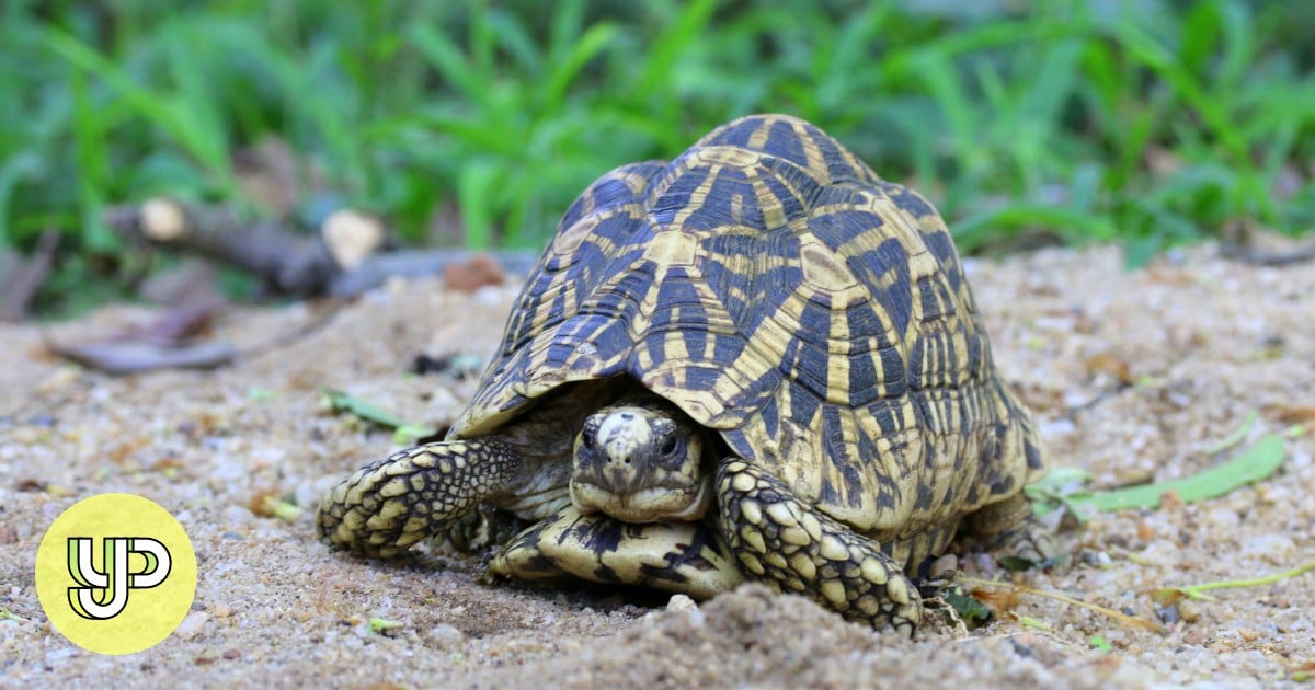 马来西亚从“忍者神龟帮”手中拯救了数百只乌龟 – YP
