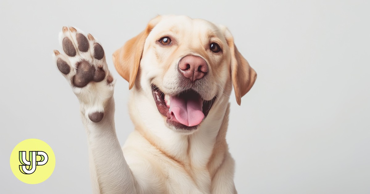 InfoSpark: how to be respectful of dogs in Hong Kong - Young Post ...