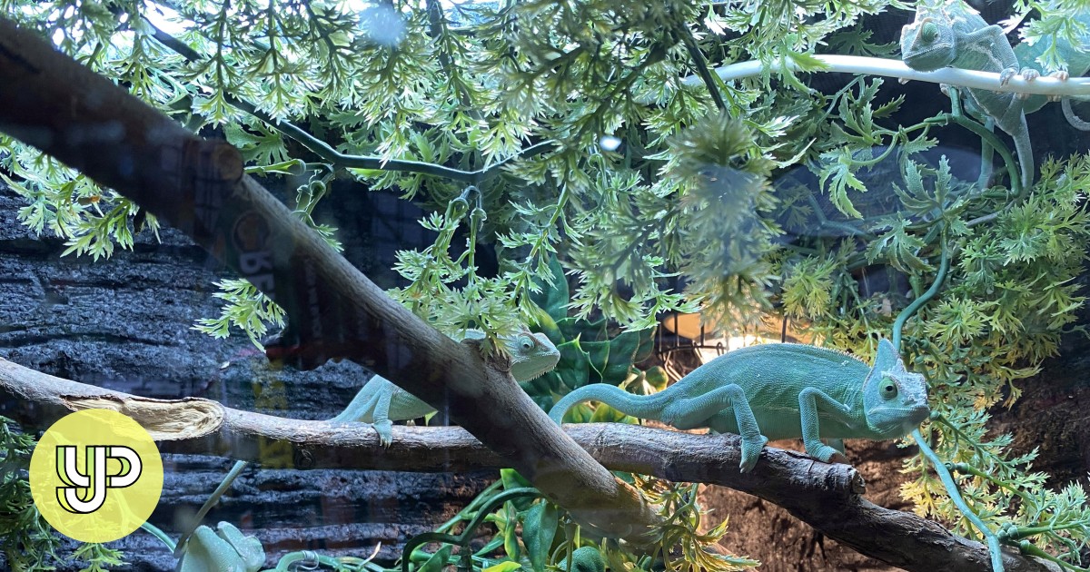 Study Buddy (Challenger) How Hong Kong’s reptile trade threatens