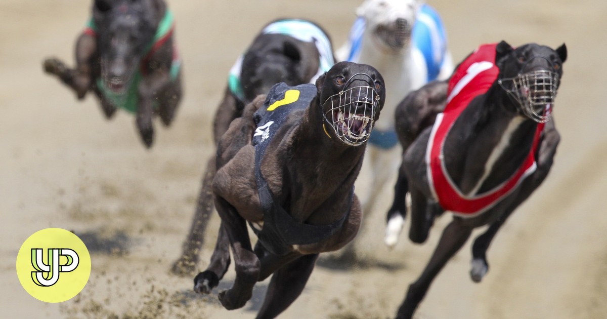 Listen Up New Zealand to end greyhound racing by 2026 amid dog welfare