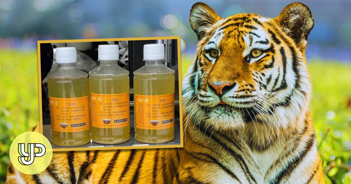 Spark Study Buddy (Explorer): China zoo sells ‘medicinal tiger urine’ – Young Post