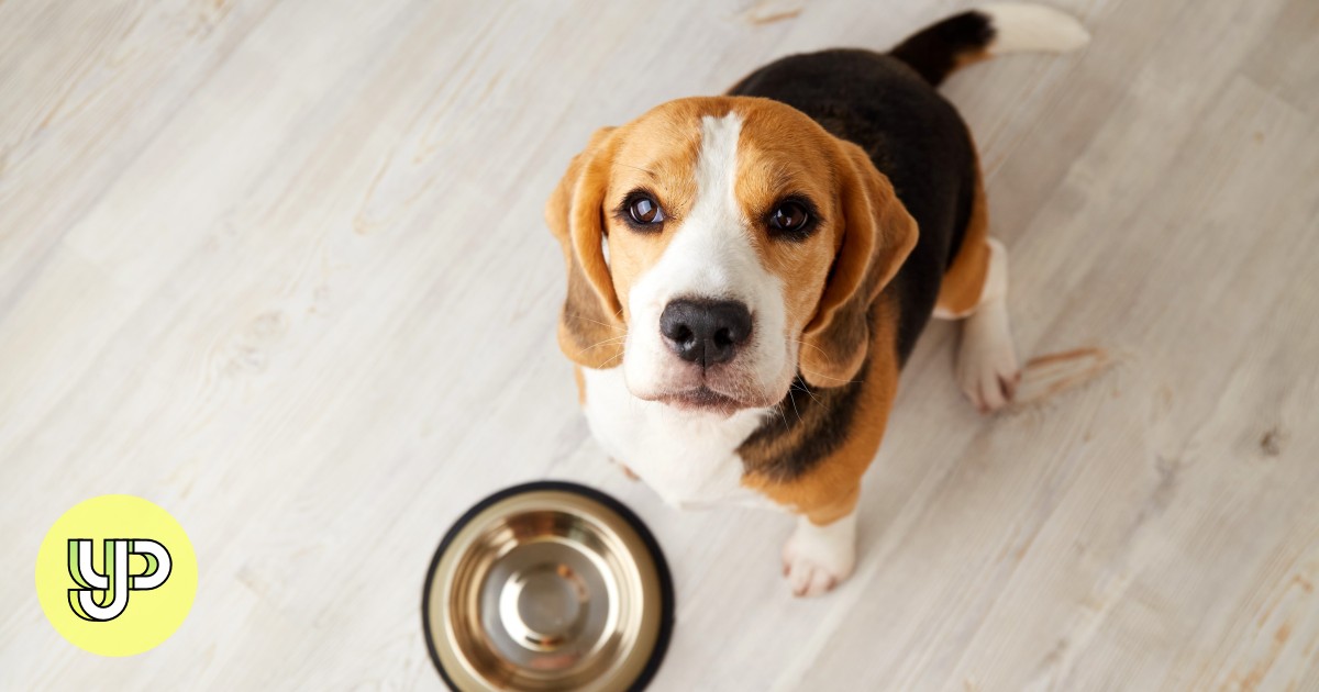 Not just chocolate: beware of these toxic foods that can be dangerous for dogs – young post