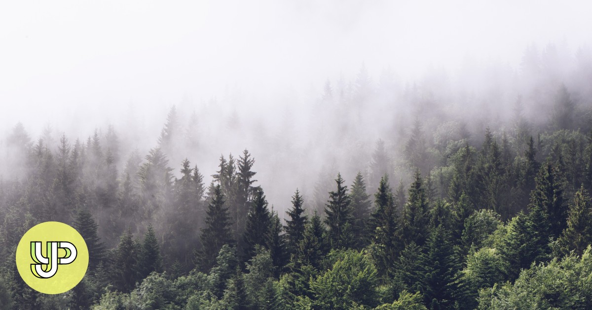 Climate change leads to older trees dying, leading to more carbon