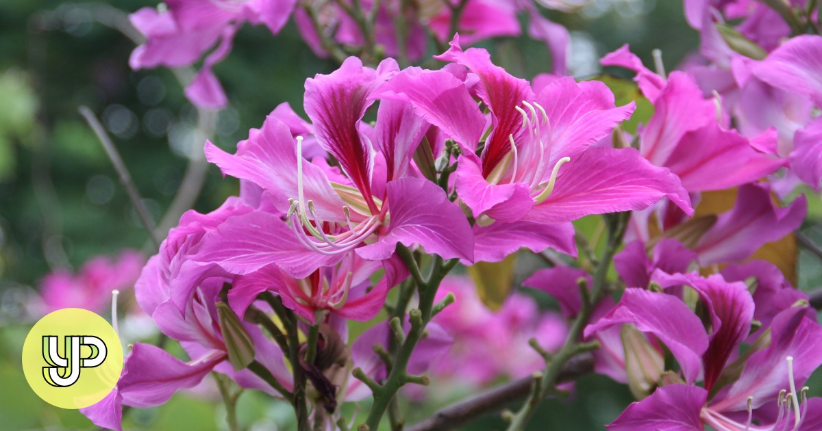 8 flowers to find in Hong Kong, and when they bloom YP South China