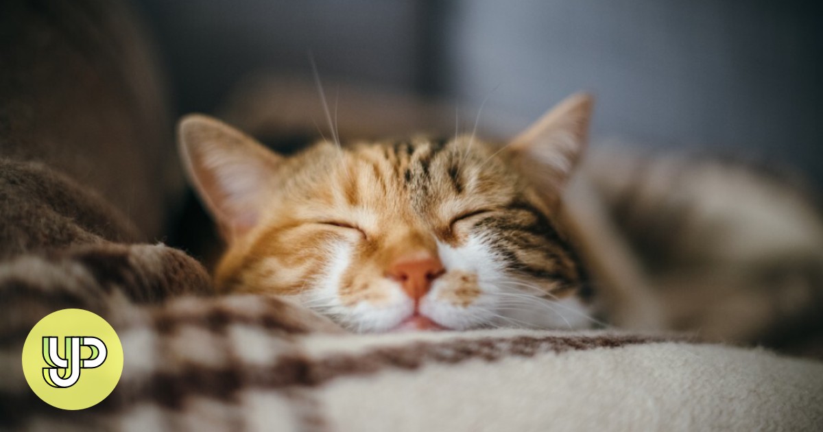 What to do when you get a new cat, and how to make them feel at home YP South China Morning Post