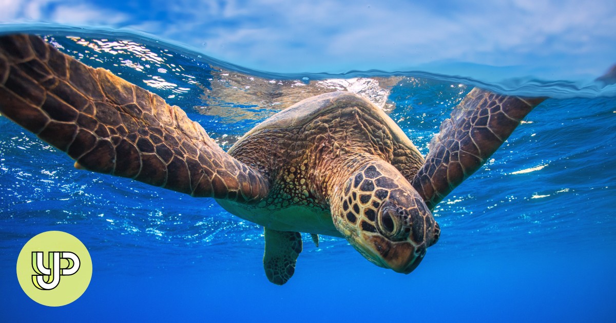 World Turtle Day 10 Shell Shocking Facts About The Reptiles In A Half Shell Yp South China Morning Post