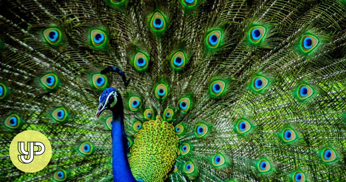 I say If I could be any animal, I would choose to be... YP South