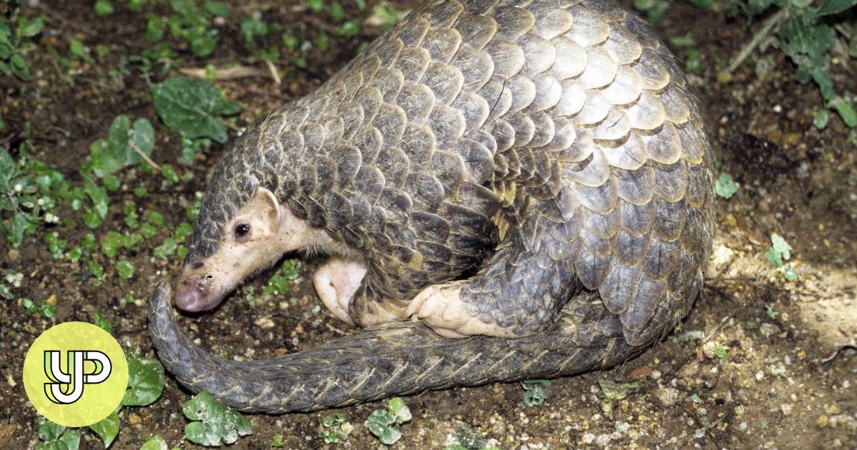 5 Facts About Pangolins - A Critically Endangered Animal That's Still ...