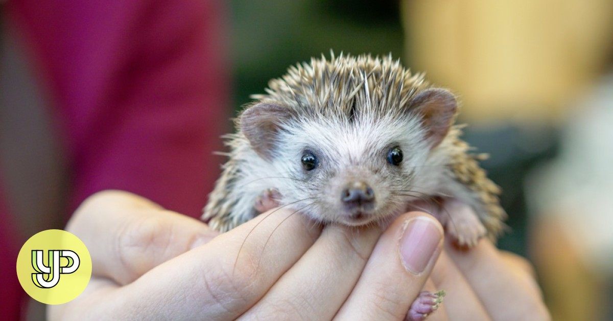 What You Need To Know About Our Prickly Pals The Hedgehog Yp South China Morning Post What You Need To Know About Our Prickly Pals The Hedgehog Yp South China Morning Post