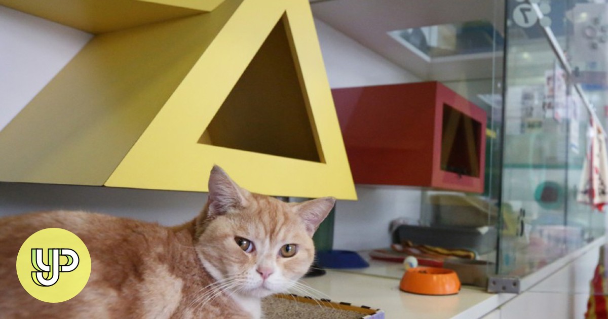 How Fostering Animals Can Help Save Lives And What You Need To