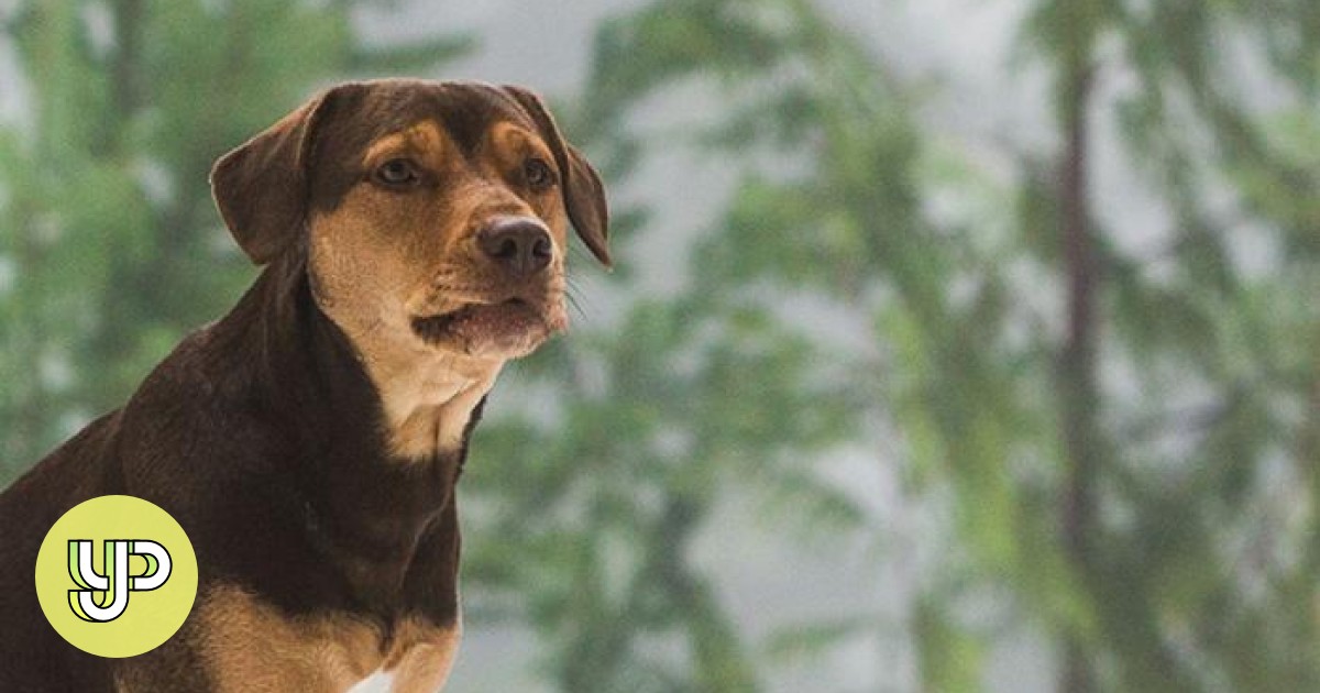 howard's happy hounds