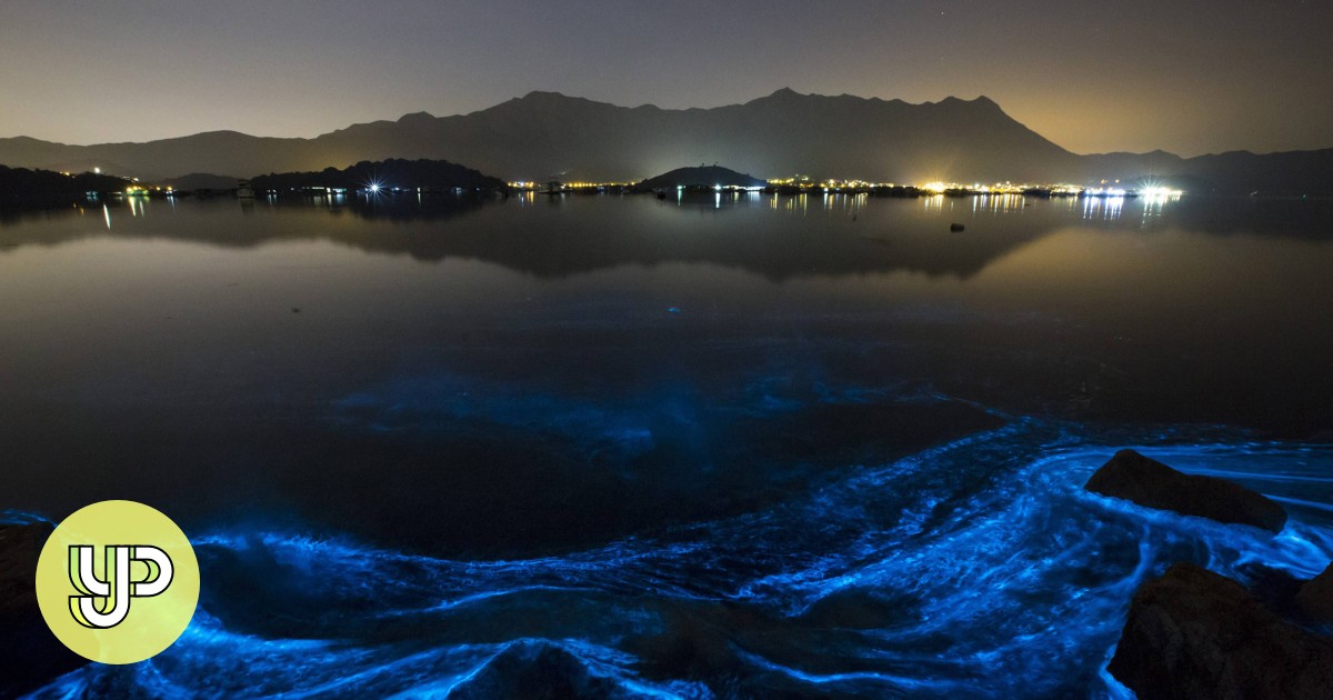 Magnificent Blue Glow Of Hong Kong Seas Also Disturbing Yp