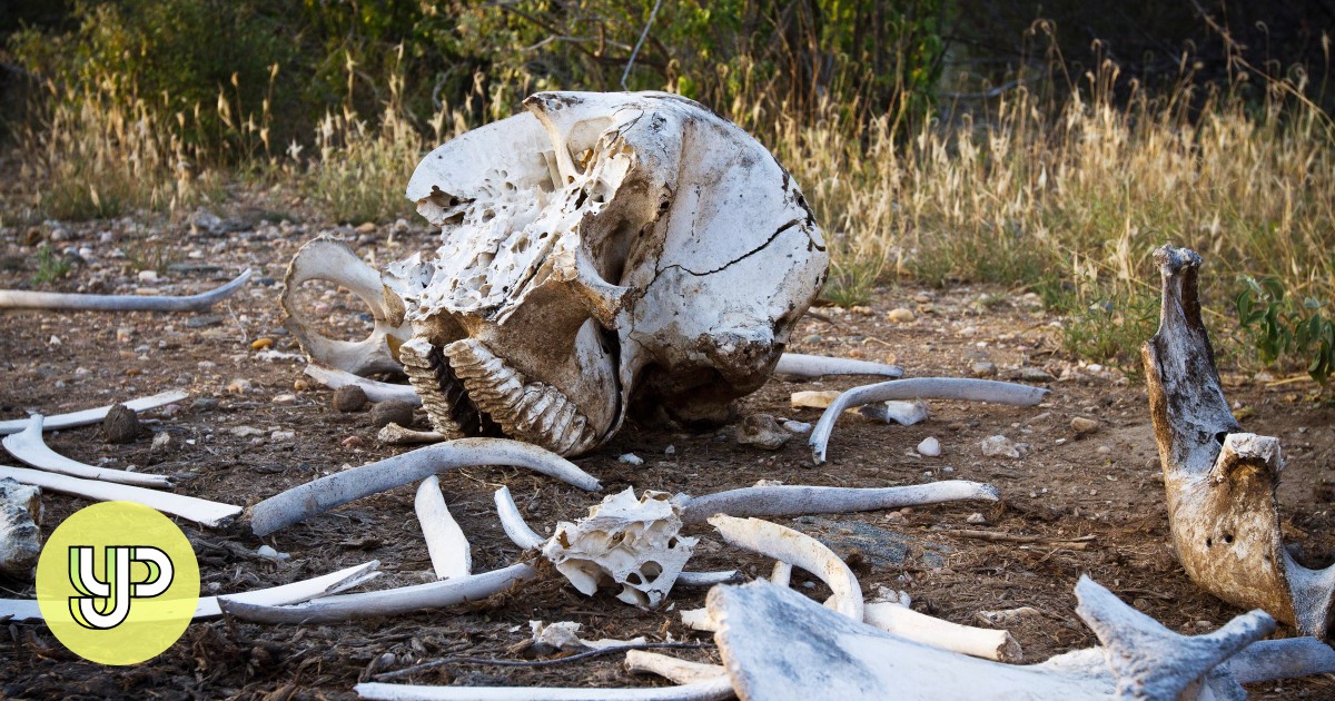 Trial of alleged elephant ivory poaching boss brings hope to