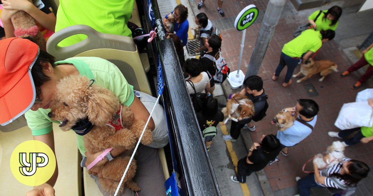 Buses for pets no we're not kidding, you can take your furry friend