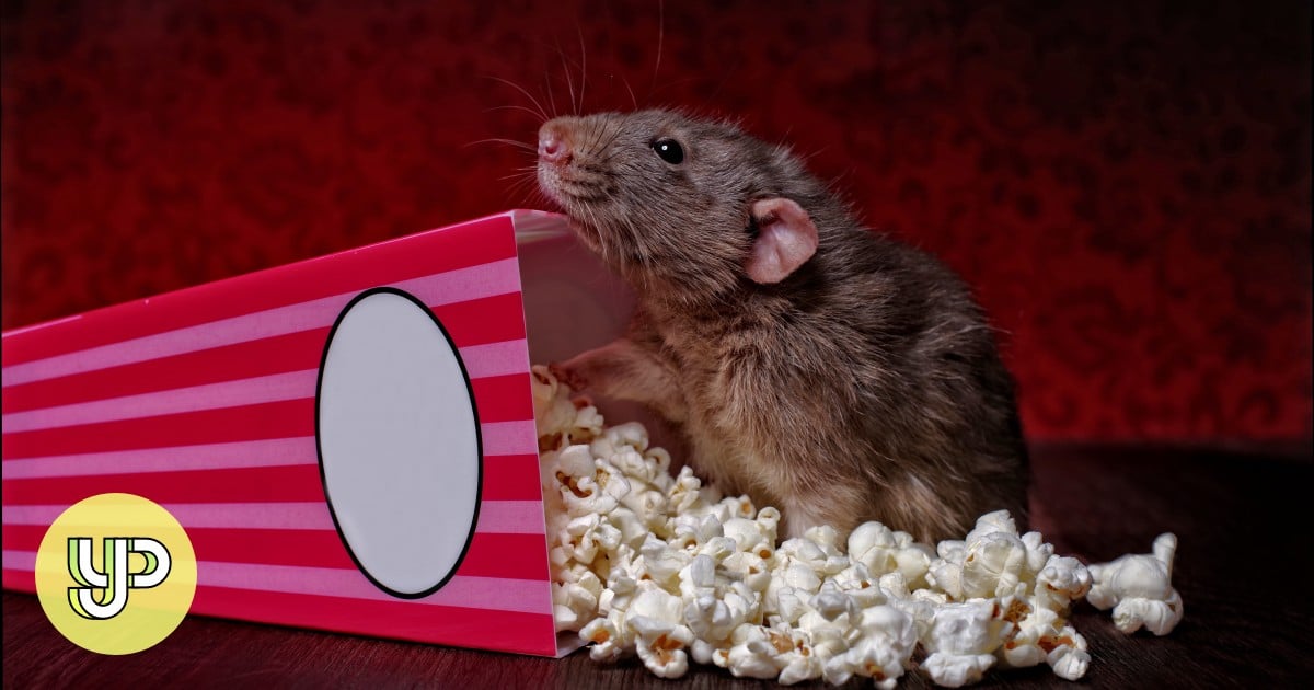  películas sobre ratas que hemos llegado a amar, desde 'Ratatouille' hasta 'Pokemon'