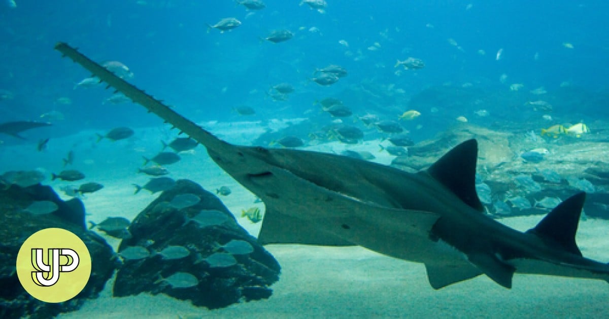 Can fish reproduce by themselves? Scientists document virgin births of endangered sawfish species - YP | South China Morning Post