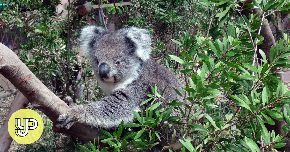 Ocean Park koala dies from kidney failure YP South China Morning Post