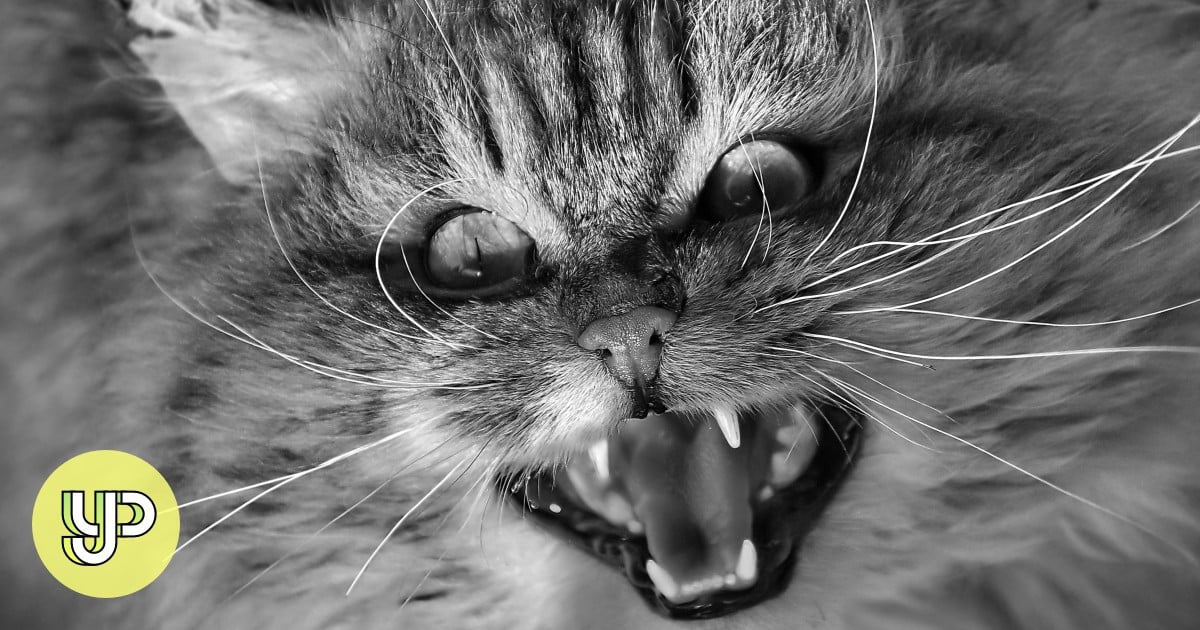 My Angry Cat Sound Book