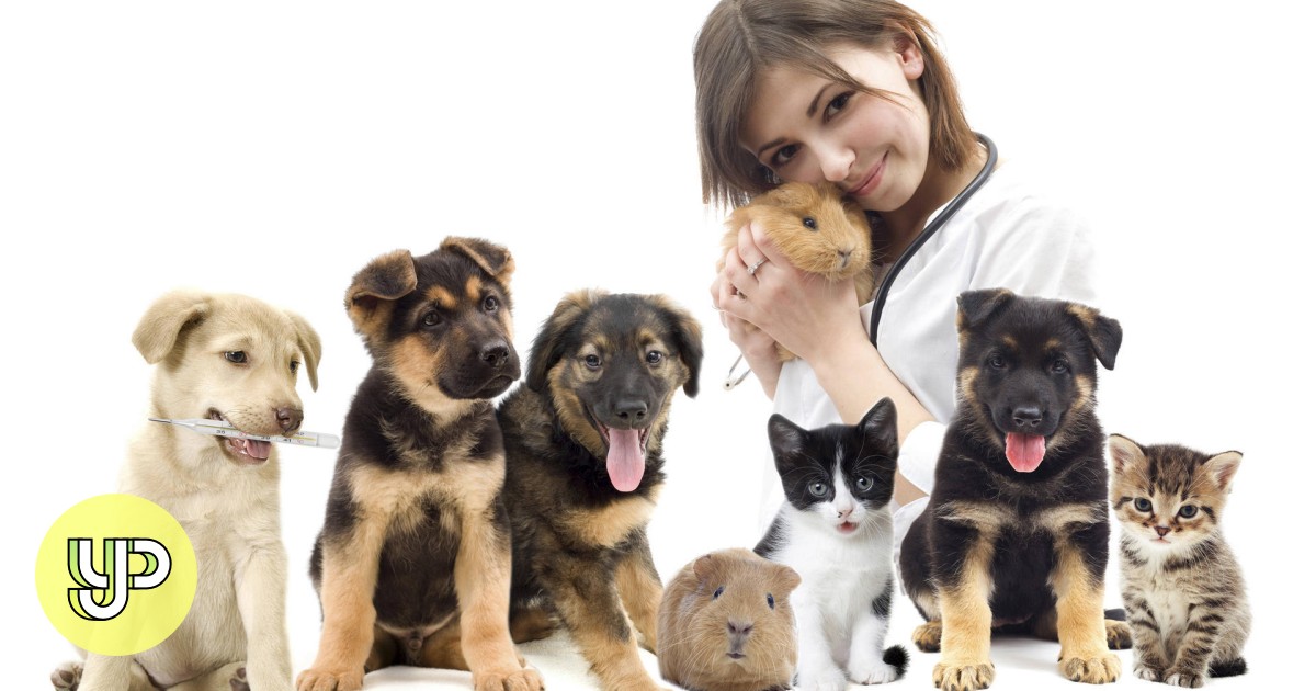 non profit veterinary clinic