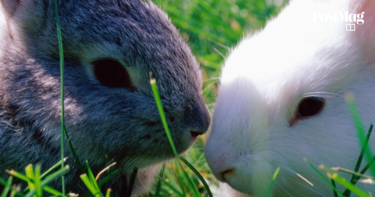 Top tips for keeping pet rabbits in Hong Kong | South China Morning Post