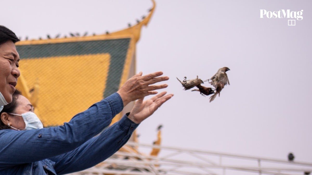 Decimation Bird How animals suffer for Buddhists to earn spiritual points – in Cambodia ...