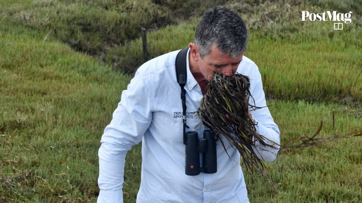 Is ‘sea rice’ the next superfood? Eelgrass – sustainable, with nutrient ...