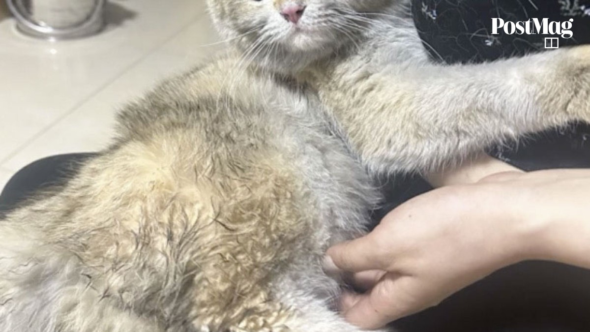 Fire-starting China pet dubbed 'badass cat' after it turns