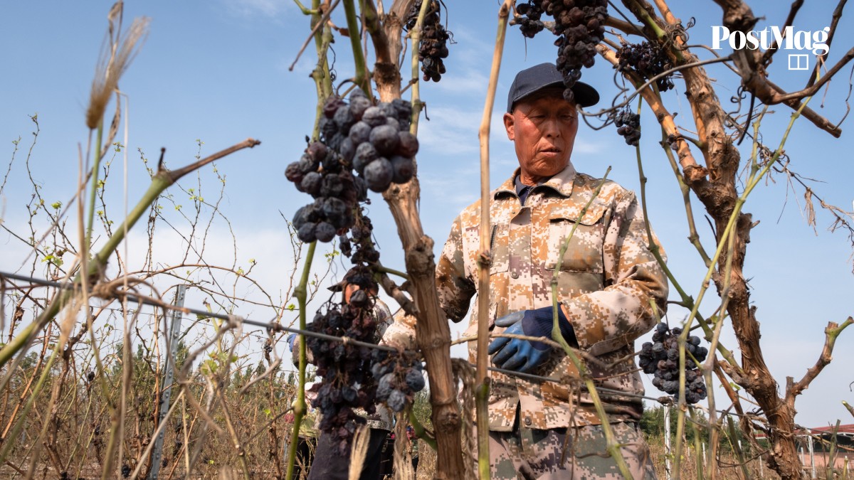 Texas Celebrates Wine Heritage Amid Global Trends
