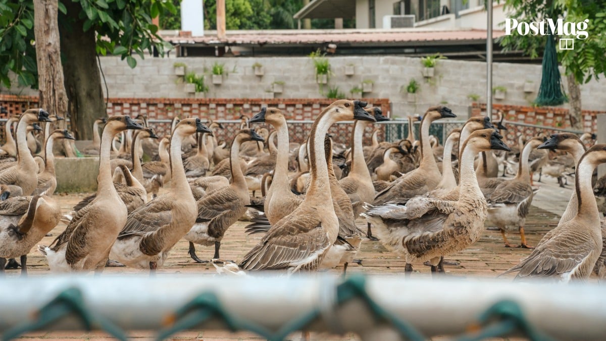 https://cdn.i-scmp.com/sites/default/files/styles/og_postmag/public/d8/images/canvas/2026/08/18/2e74dd71-ff09-4486-88ed-d656151a4738_45f6a630.jpg?itok=PAB2wqzI&v=1787028946
