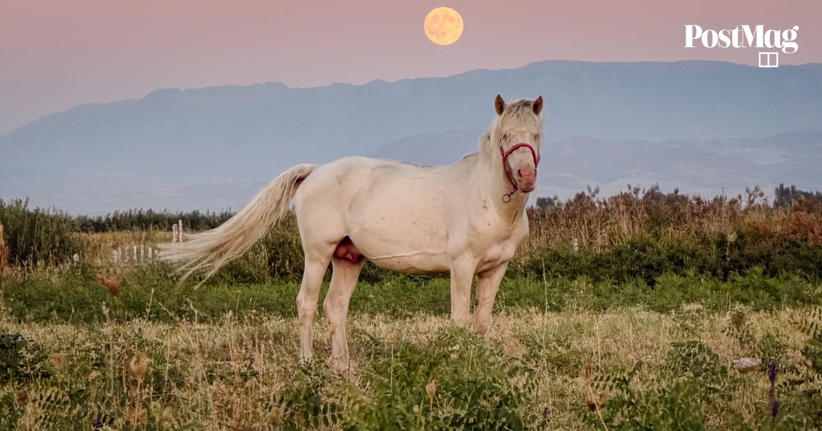 Kazakh Museum Celebrates 5,000‑Year Horse Domestication