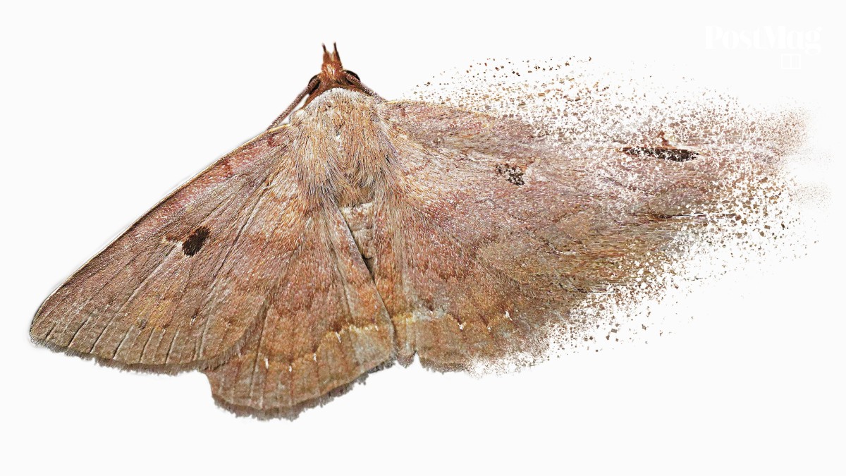 Moth Computer Virus The insect apocalypse is coming: Hong Kong moth study shows the threats ...