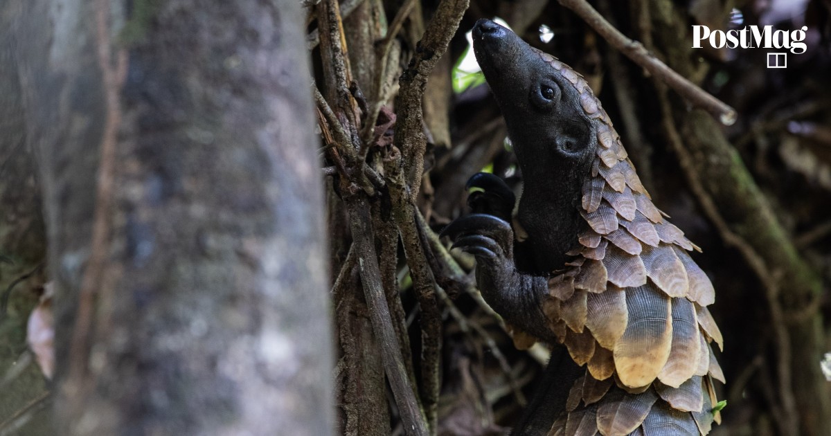 Tracking pangolins, the world’s most-trafficked animal, in the Central ...