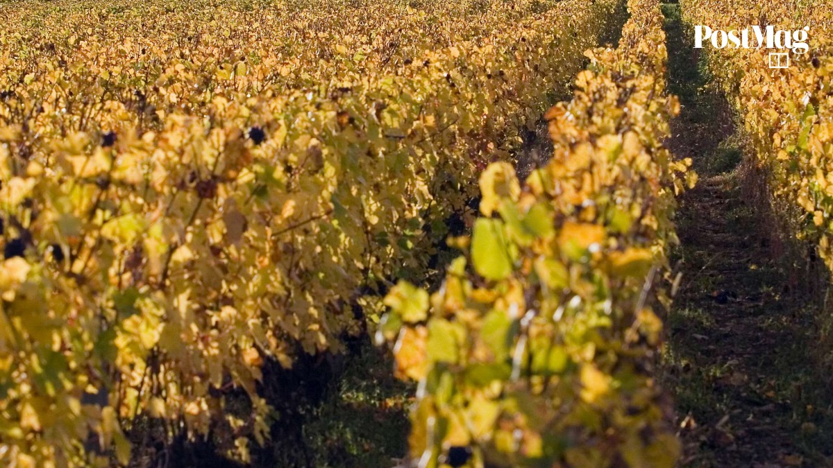Pinot fin: what’s all the fuss about this finicky grape? | South China ...